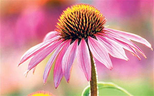 echinacea