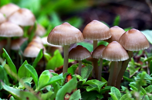 baby_mushrooms_